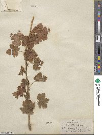 Ribes inerme image