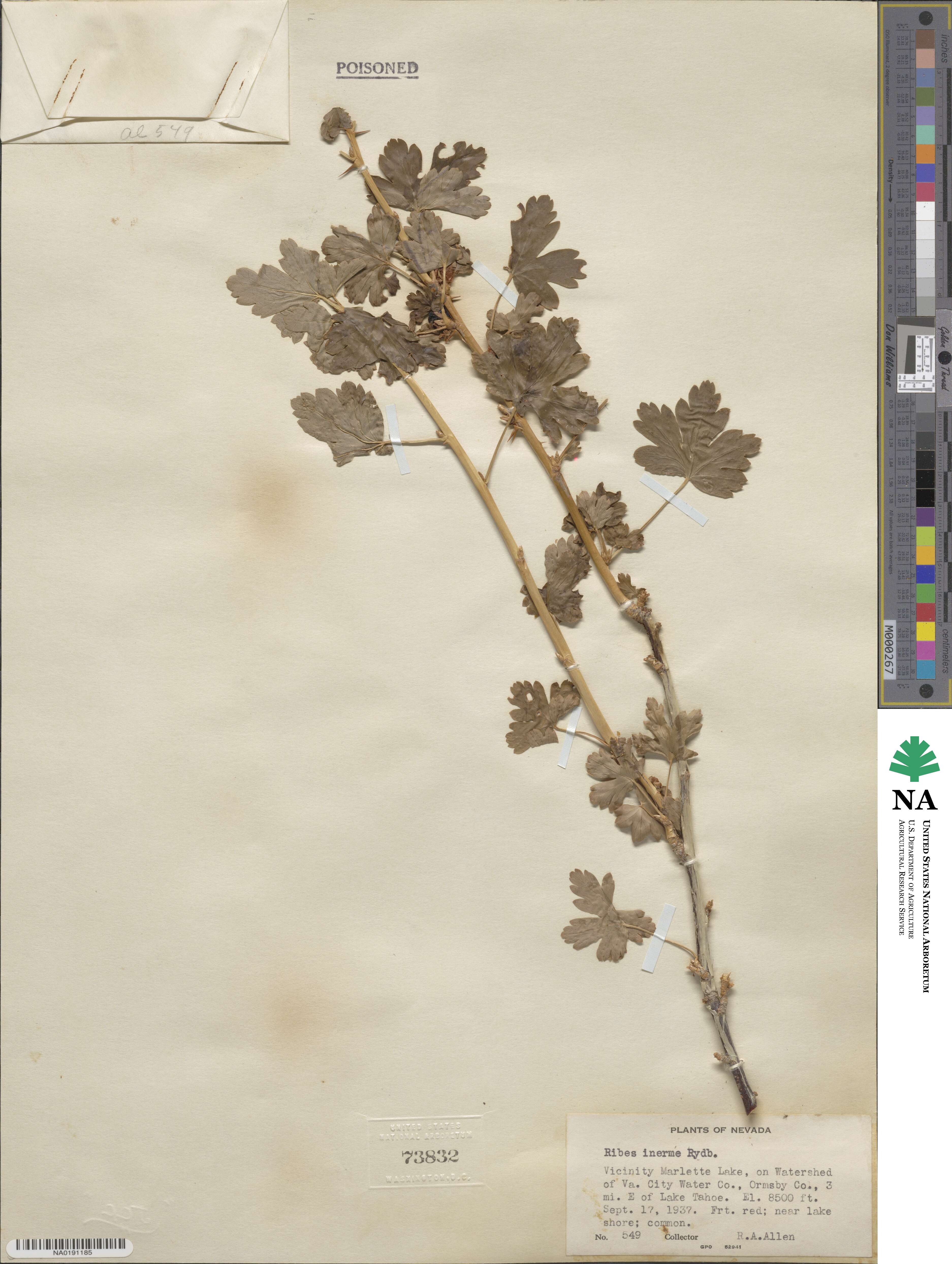 Ribes inerme image