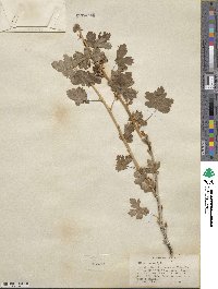 Ribes inerme image