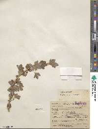 Ribes inerme image