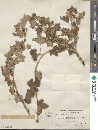 Ribes inerme image