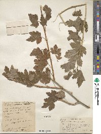 Ribes inerme image