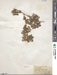 Ribes inerme image