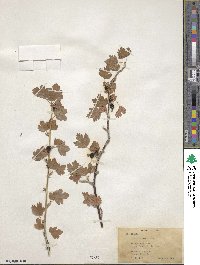 Ribes inerme image
