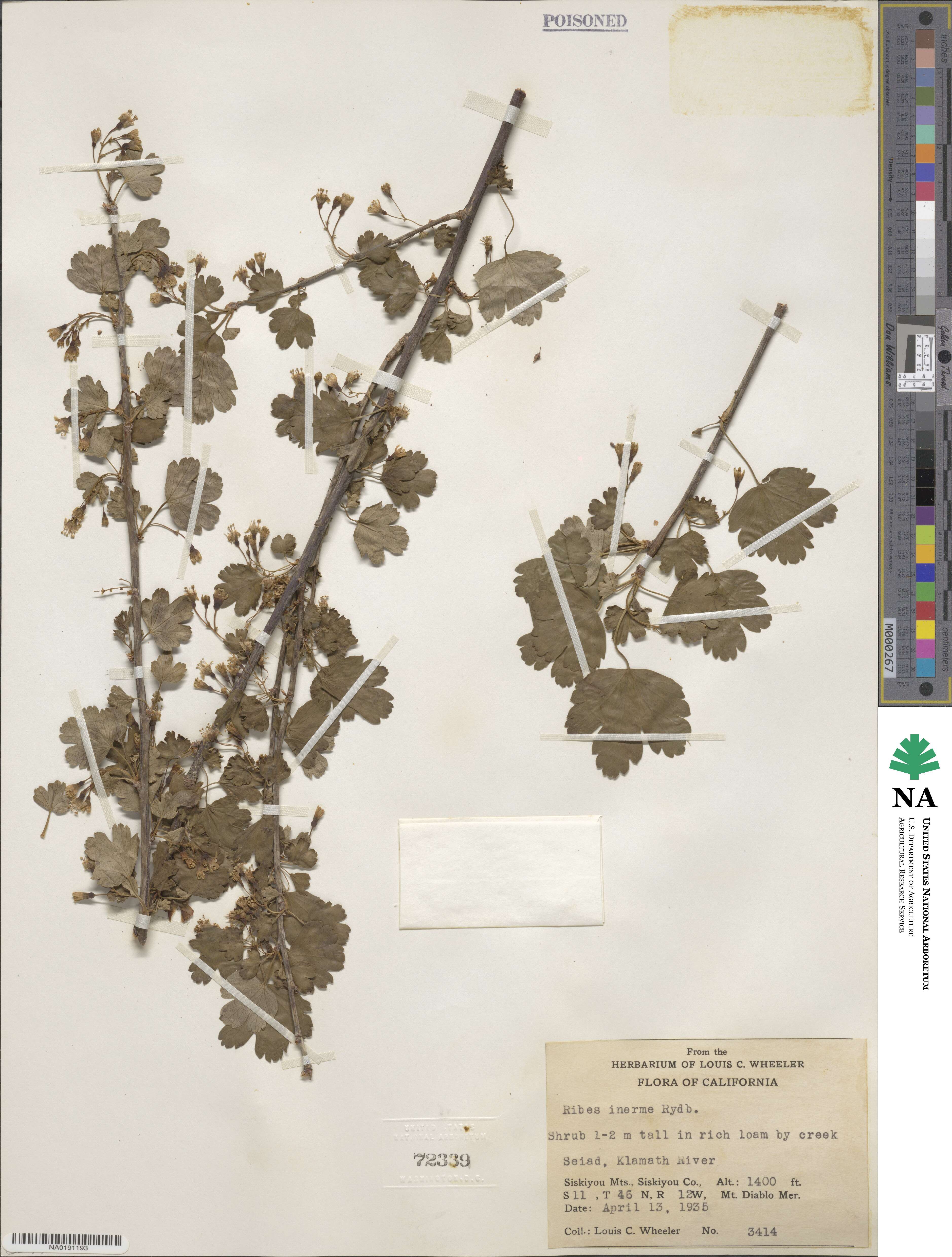 Ribes inerme image