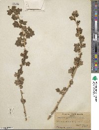 Ribes inerme image