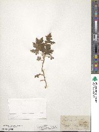 Ribes lacustre image