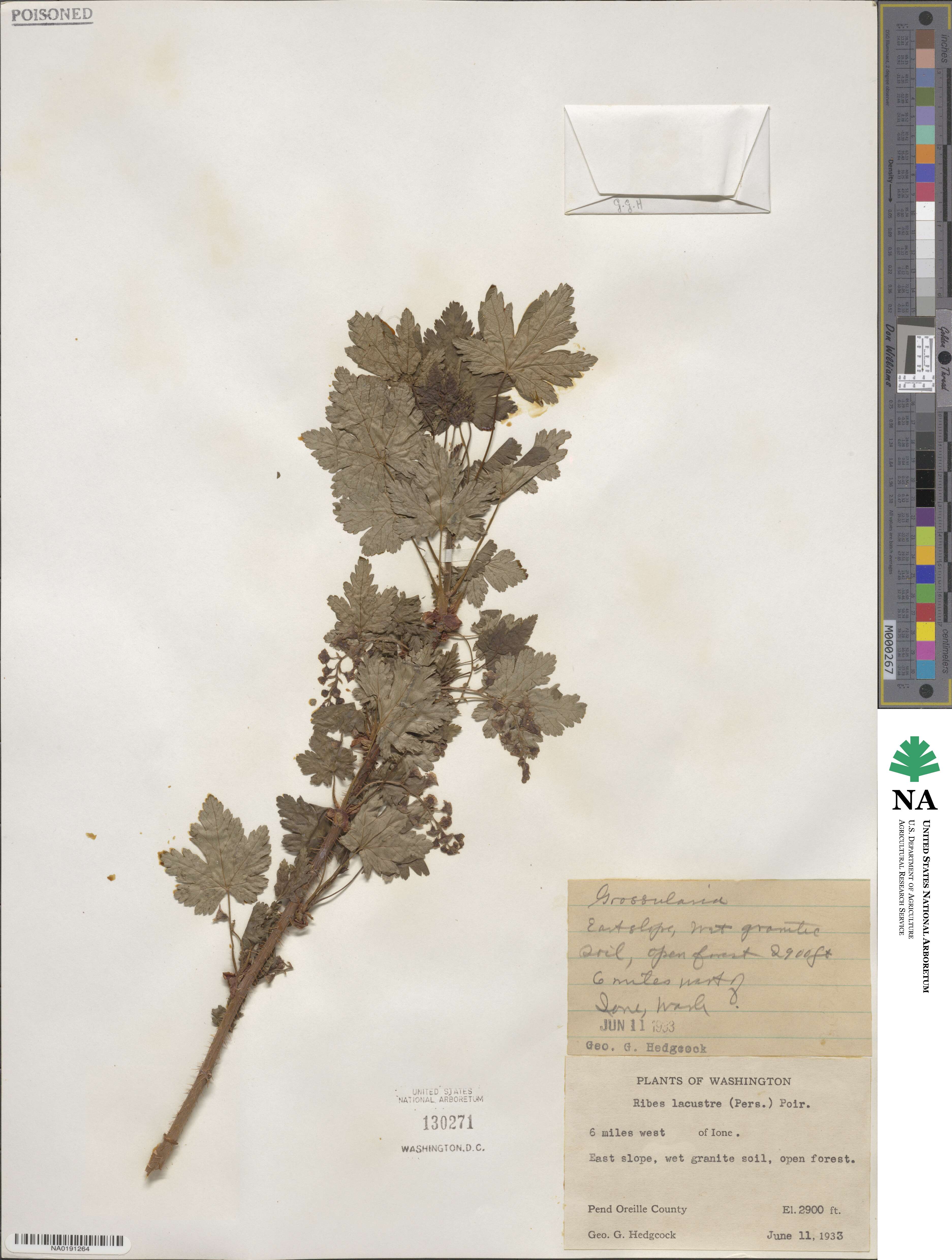 Ribes lacustre image