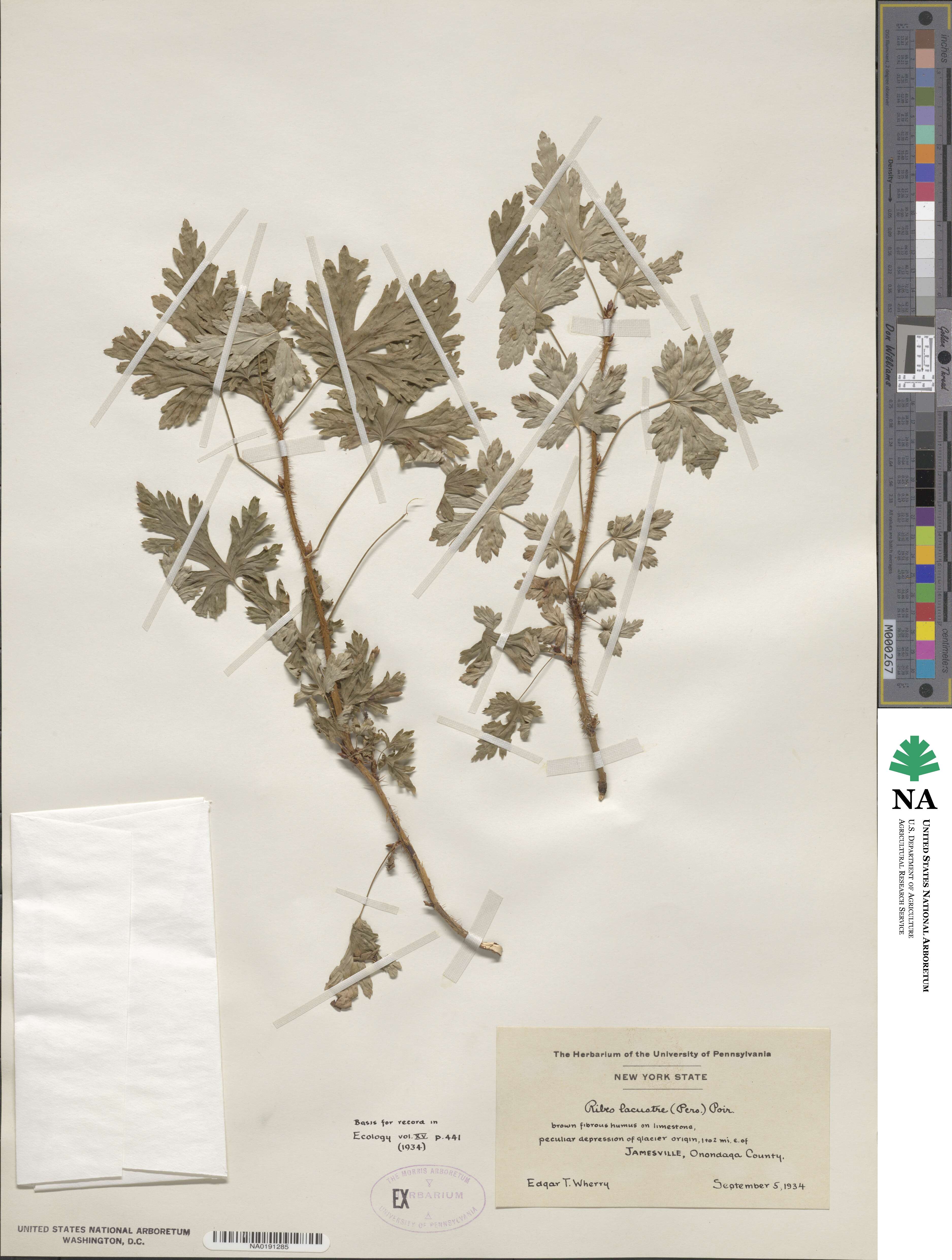 Ribes lacustre image