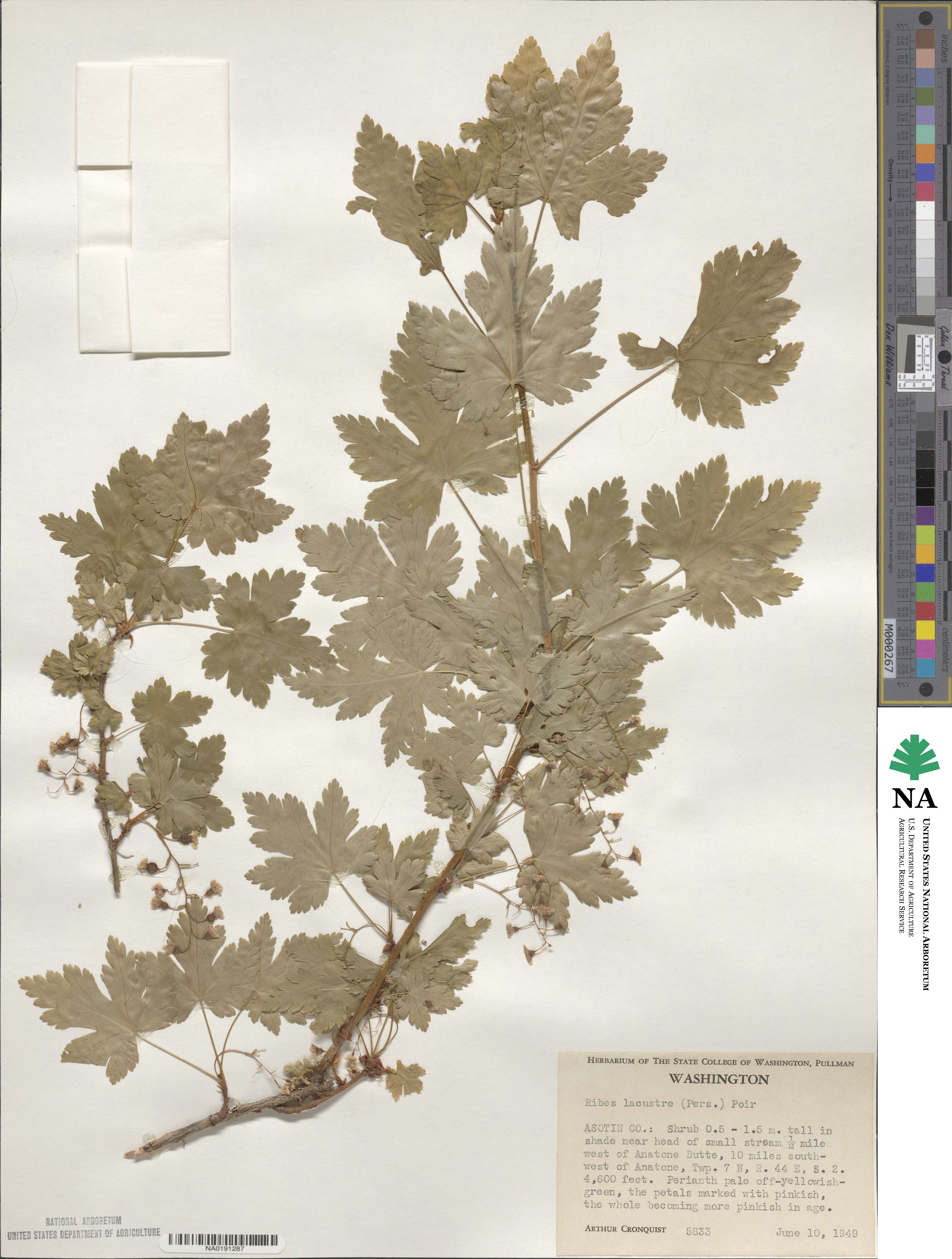 Ribes lacustre image