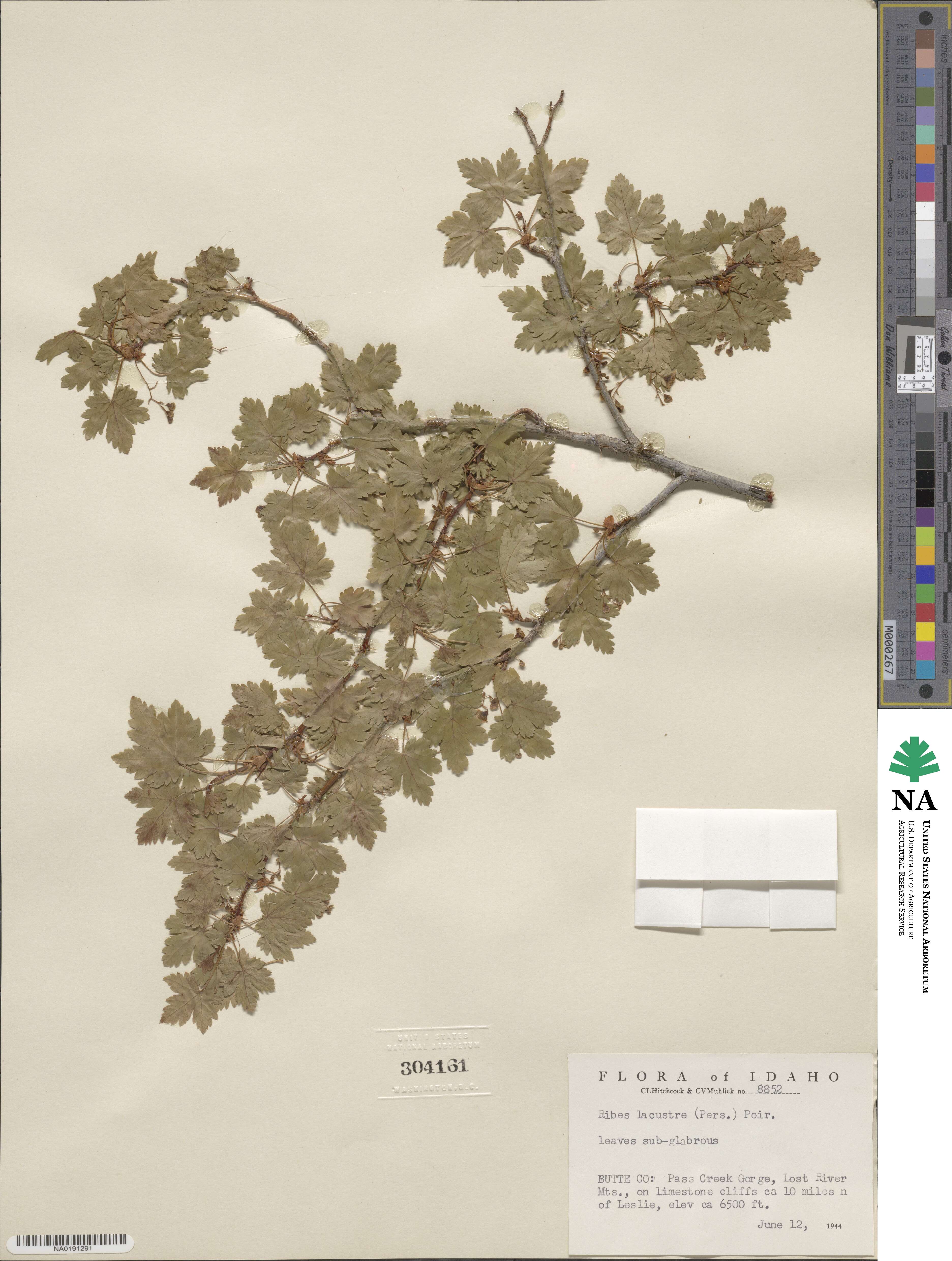 Ribes lacustre image