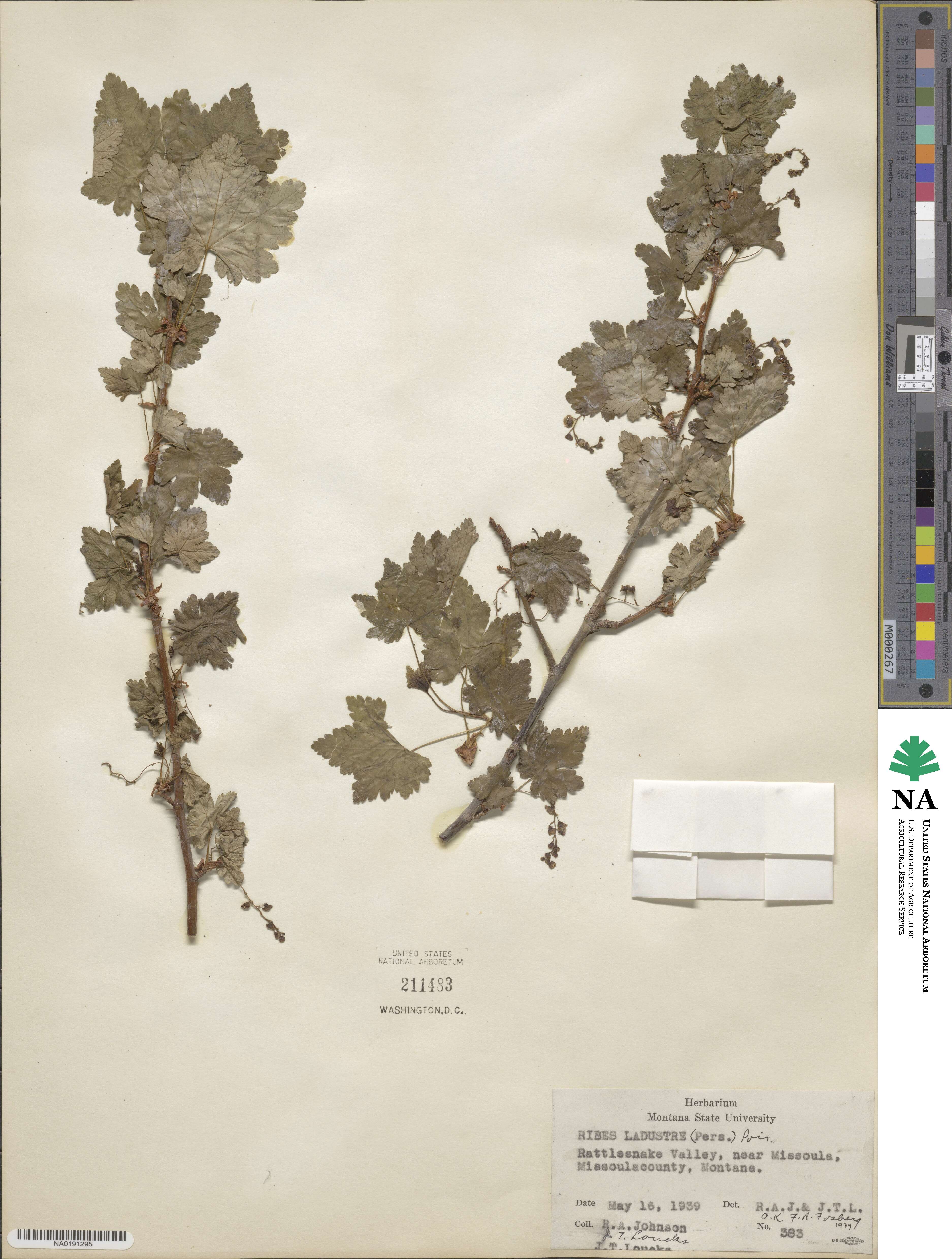 Ribes lacustre image