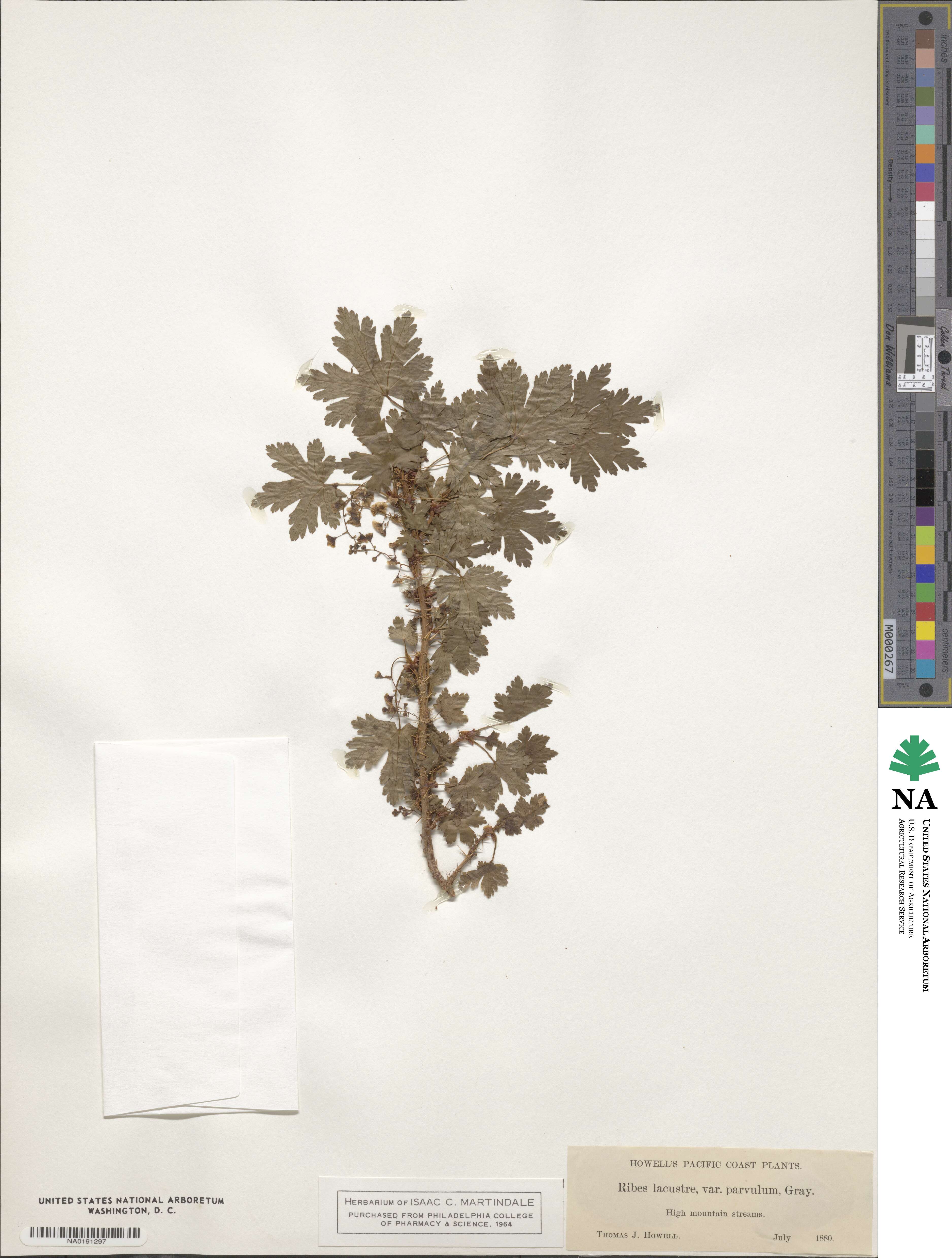 Ribes lacustre image