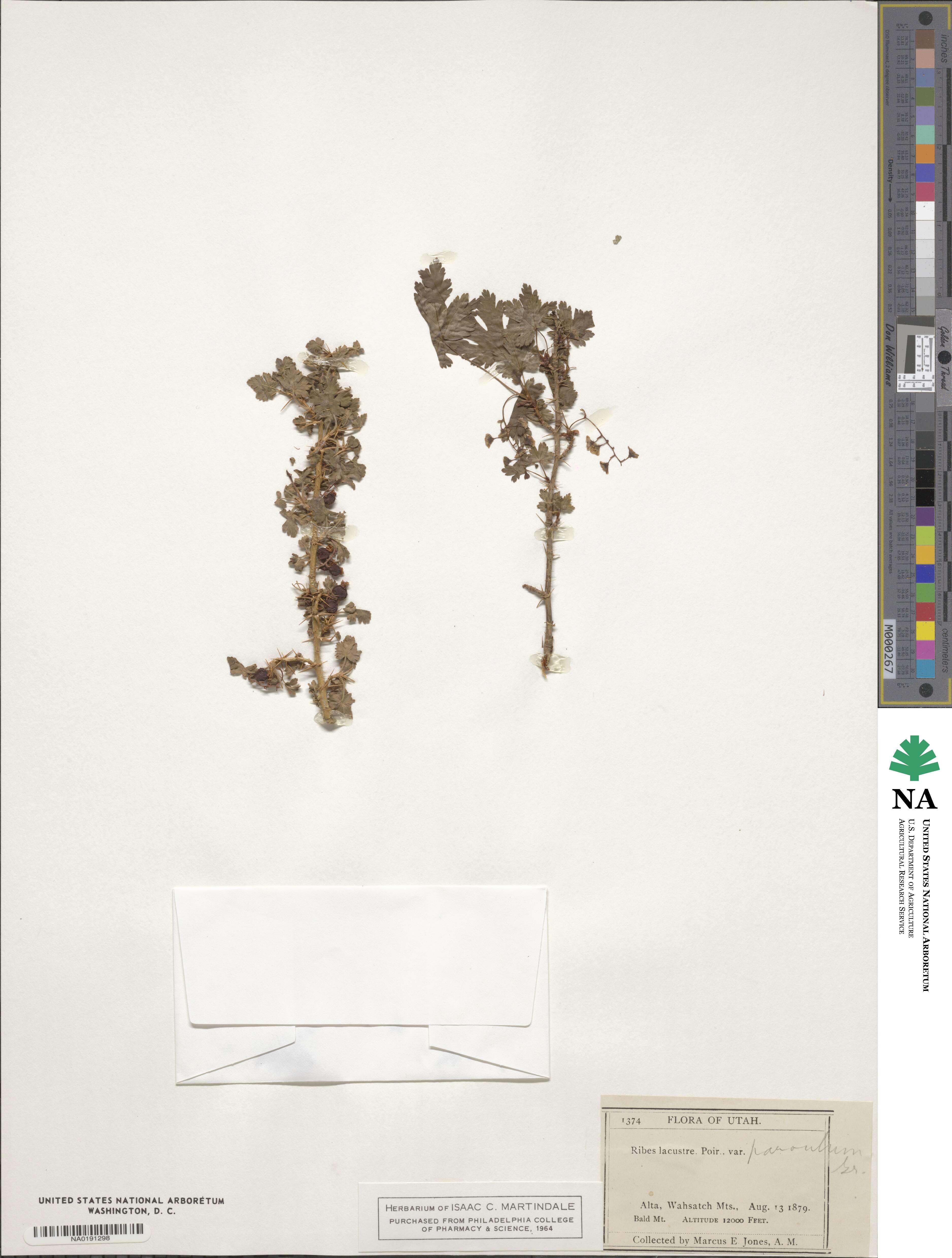 Ribes lacustre image