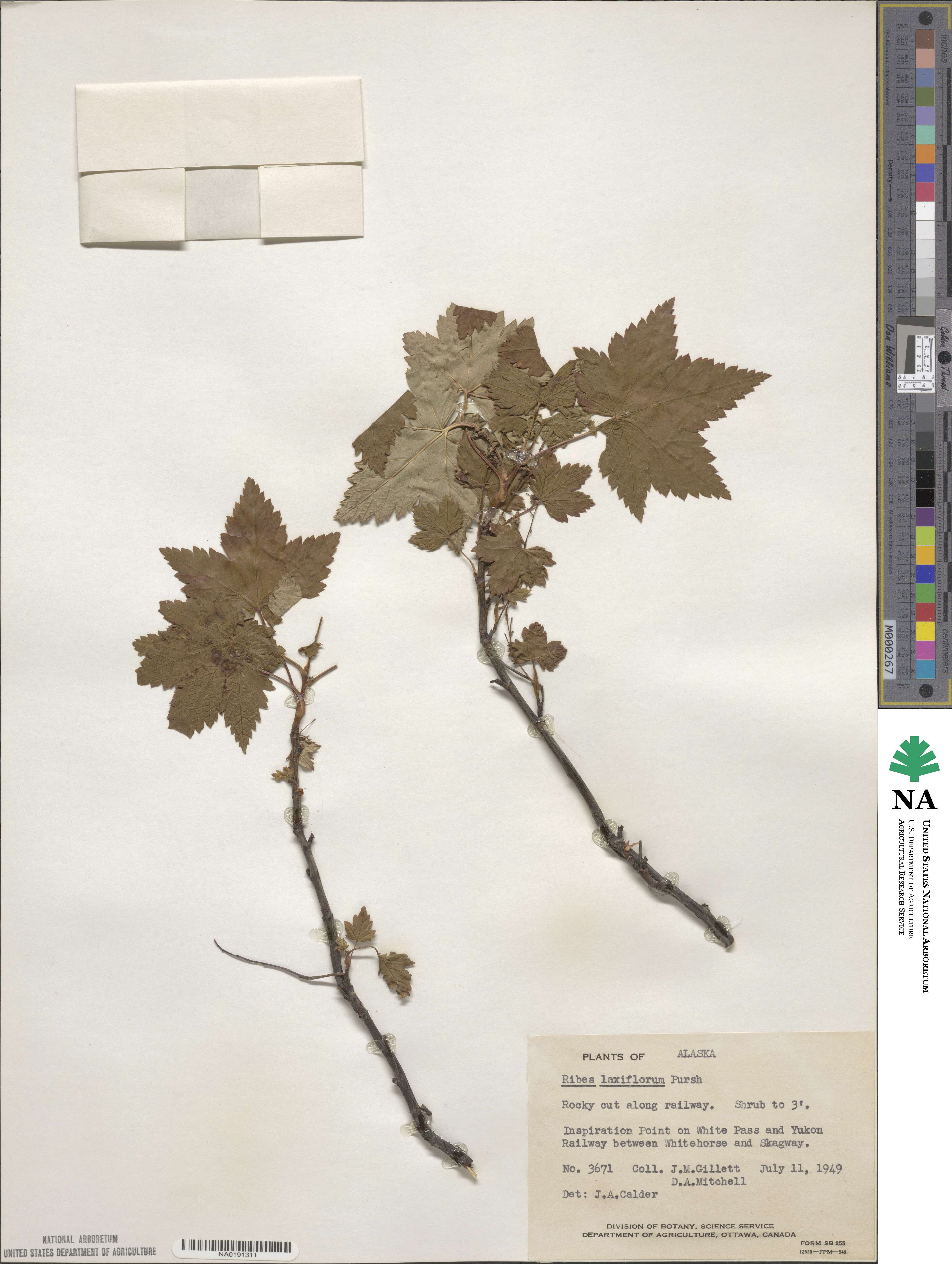 Ribes laxiflorum image
