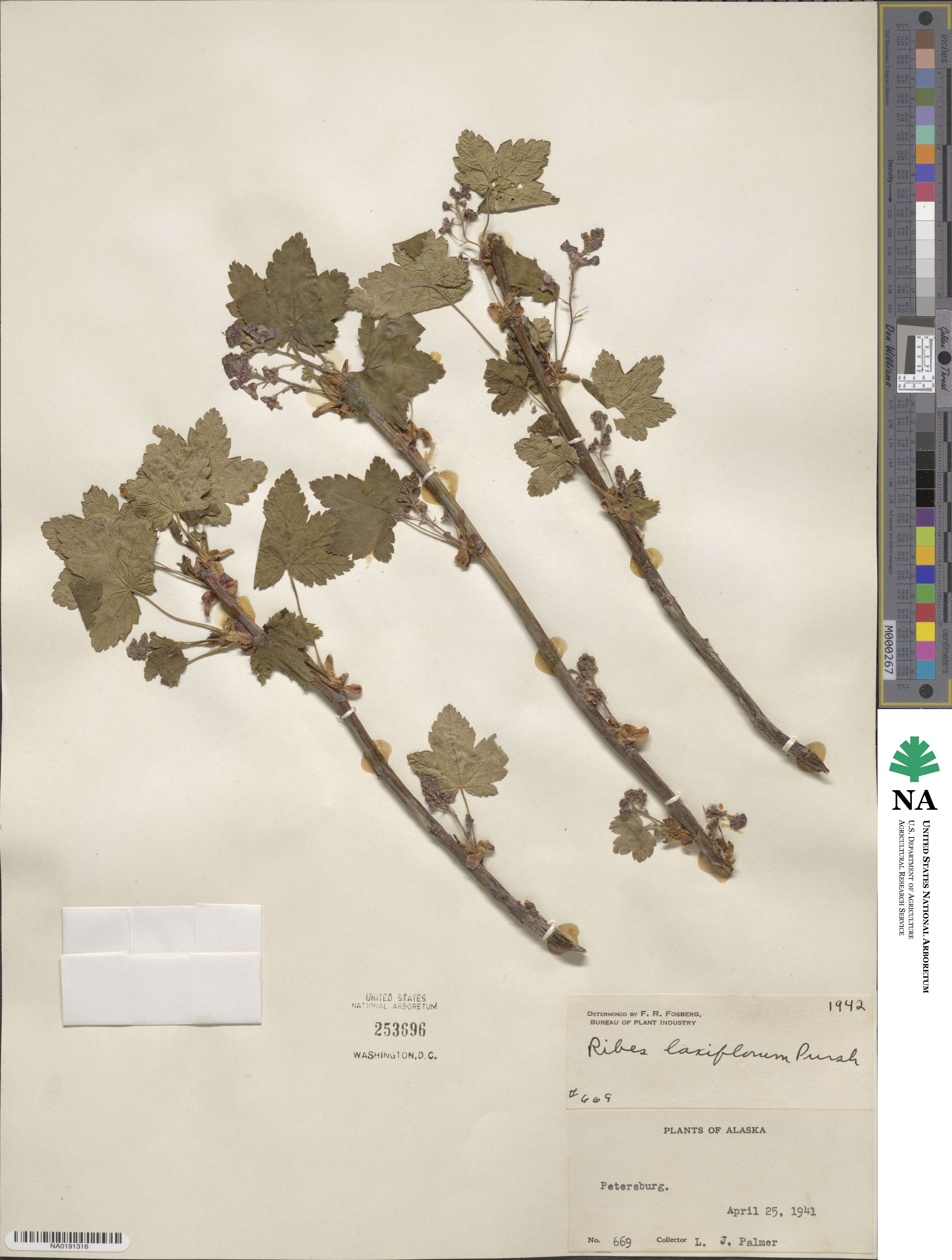 Ribes laxiflorum image