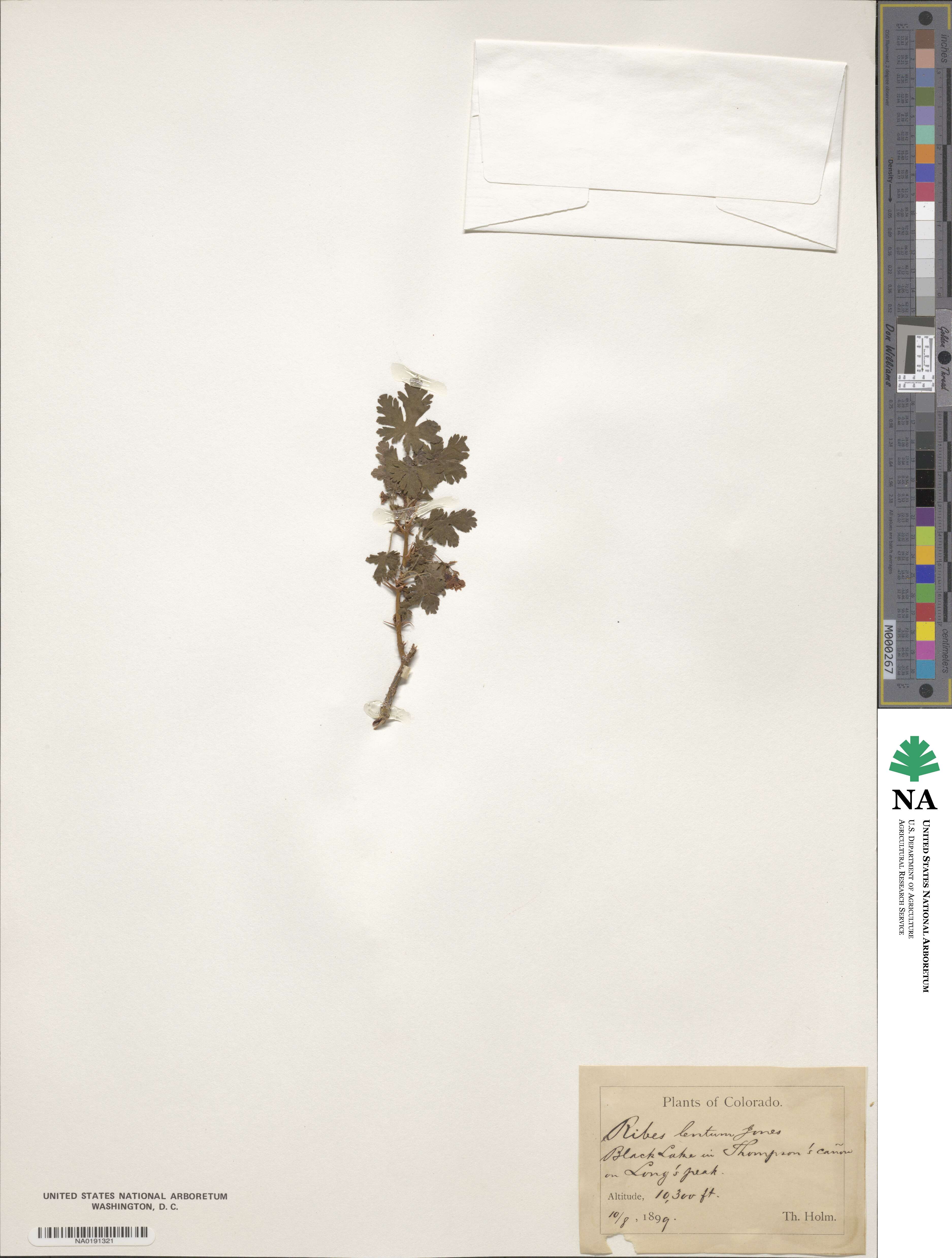 Ribes montigenum image