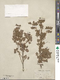 Ribes montigenum image