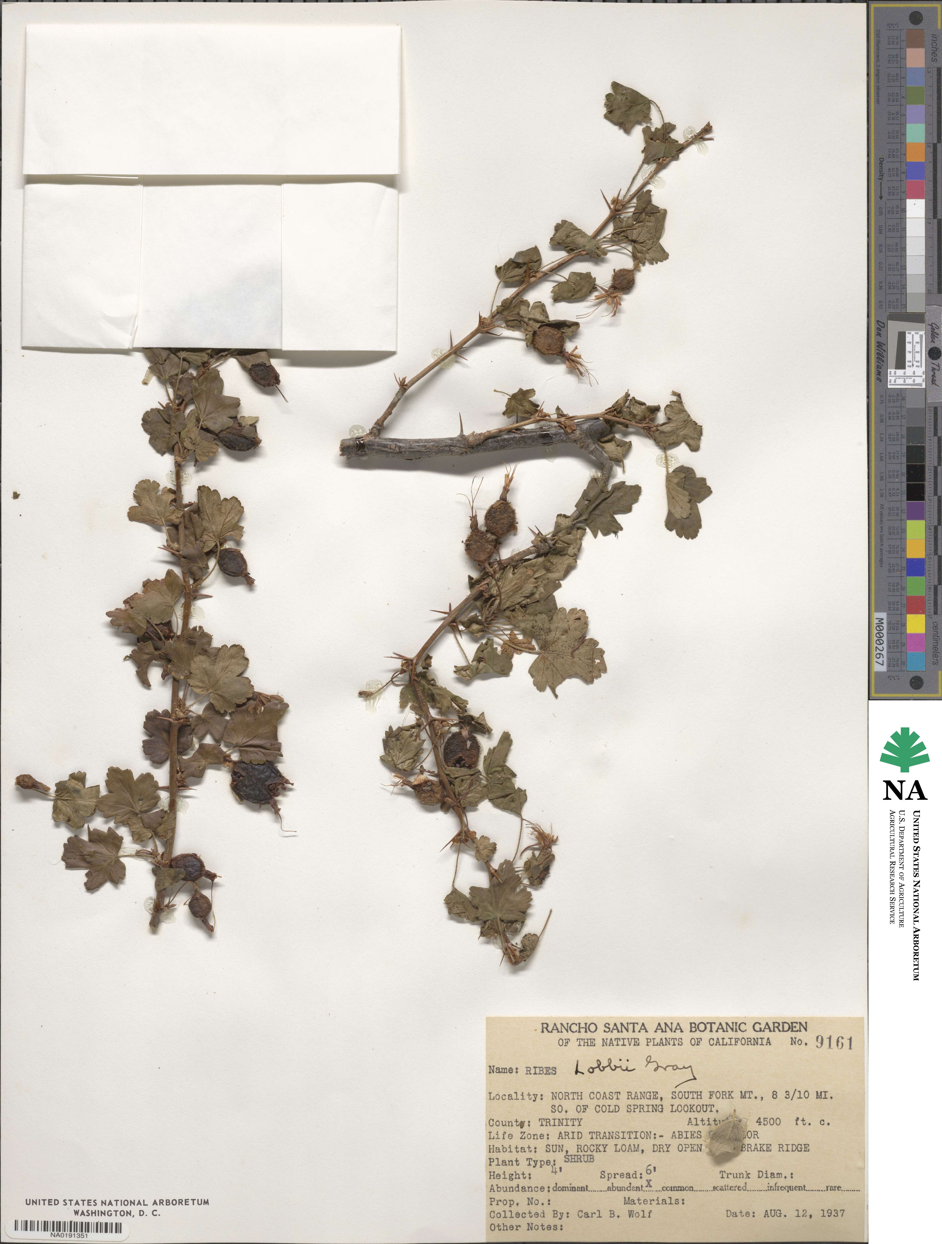Ribes lobbii image