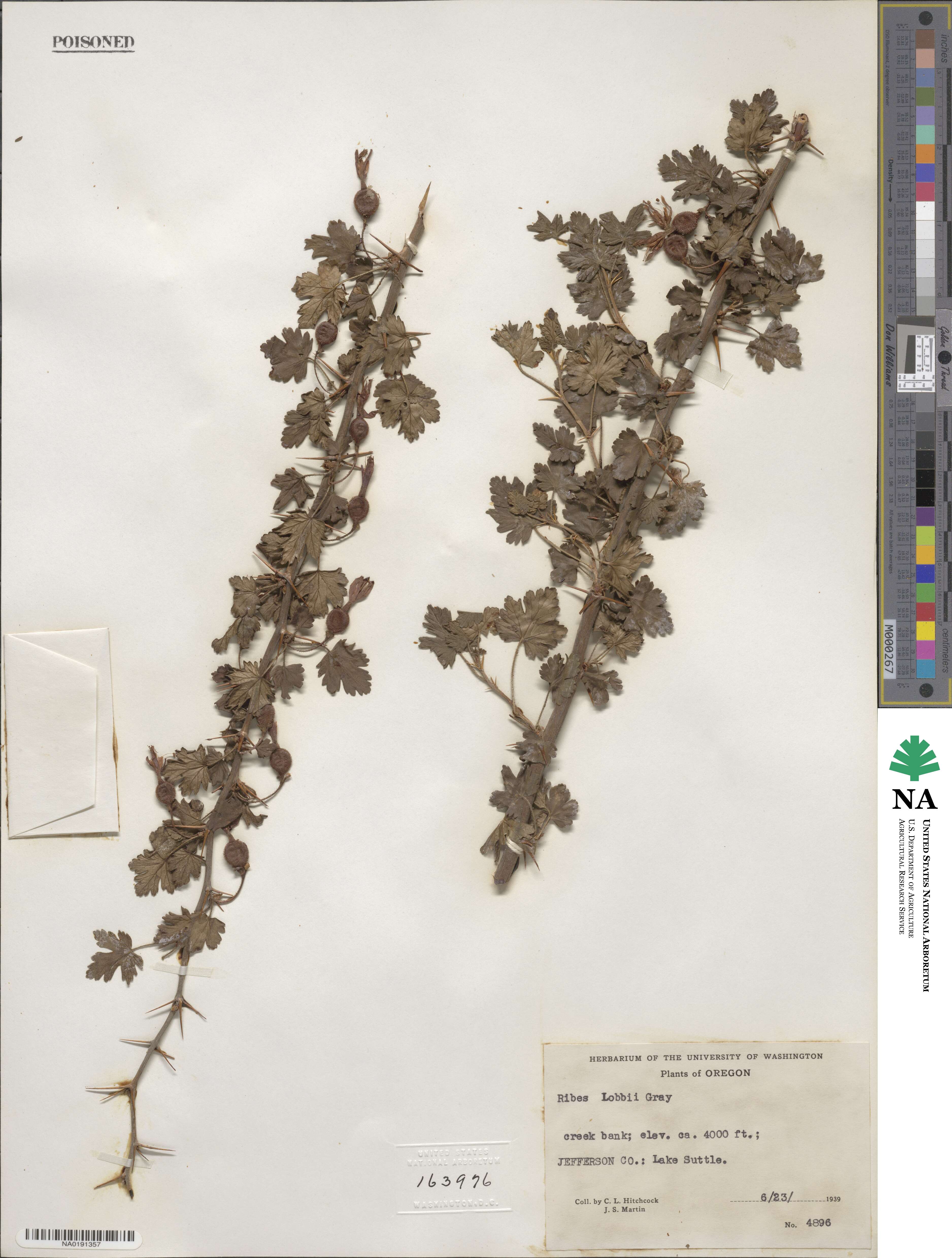 Ribes lobbii image