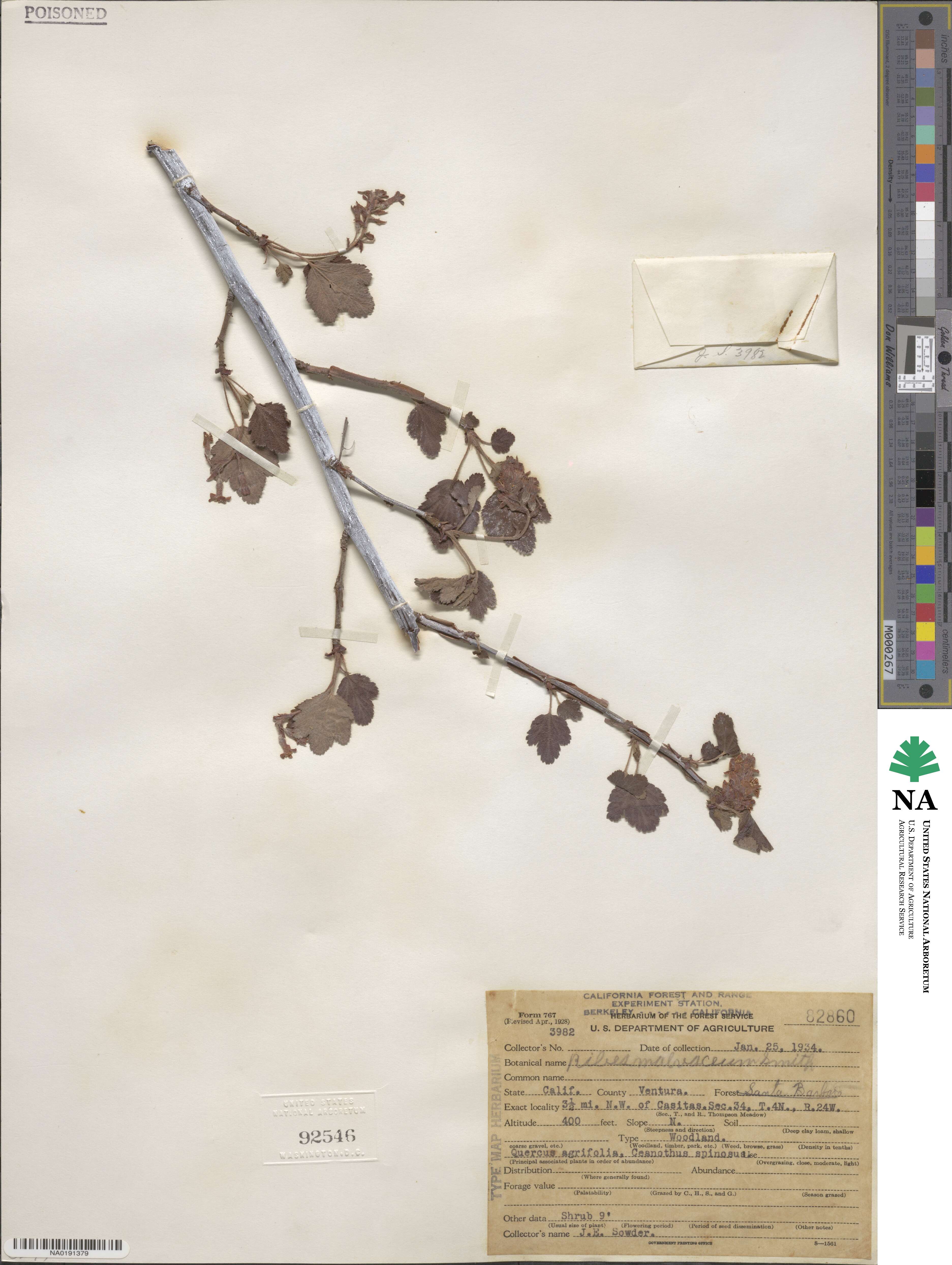Ribes malvaceum image