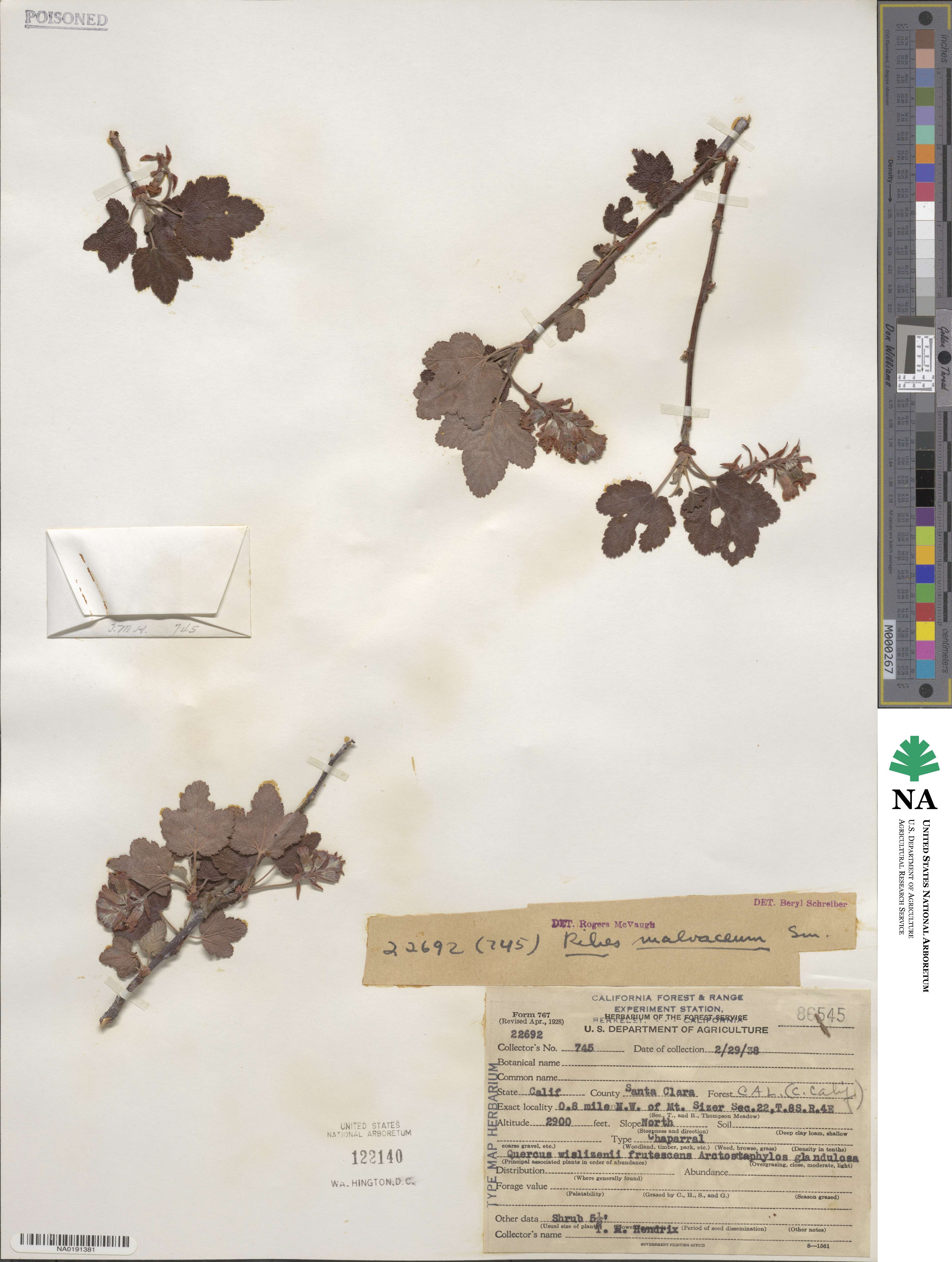 Ribes malvaceum image