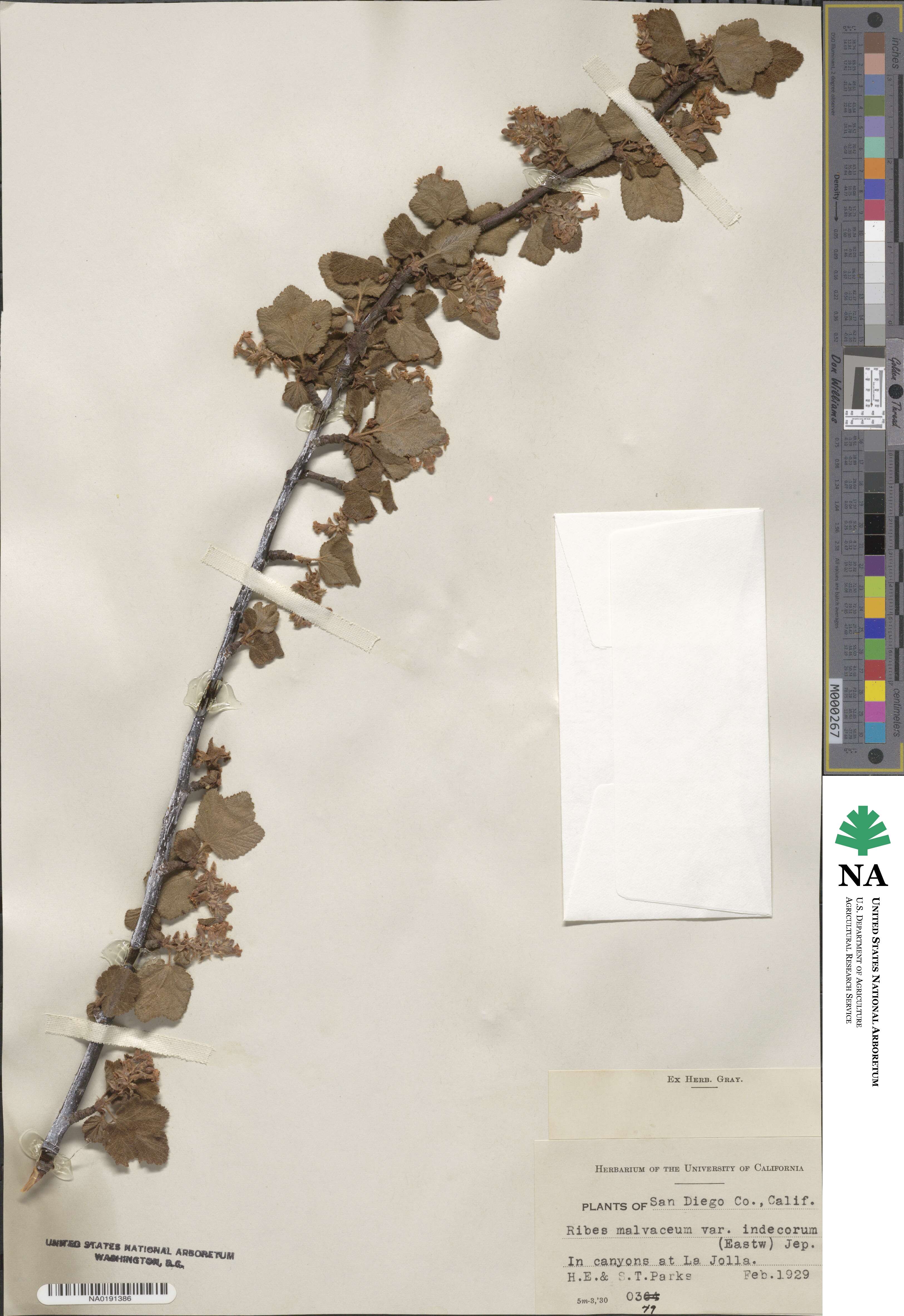 Ribes indecorum image