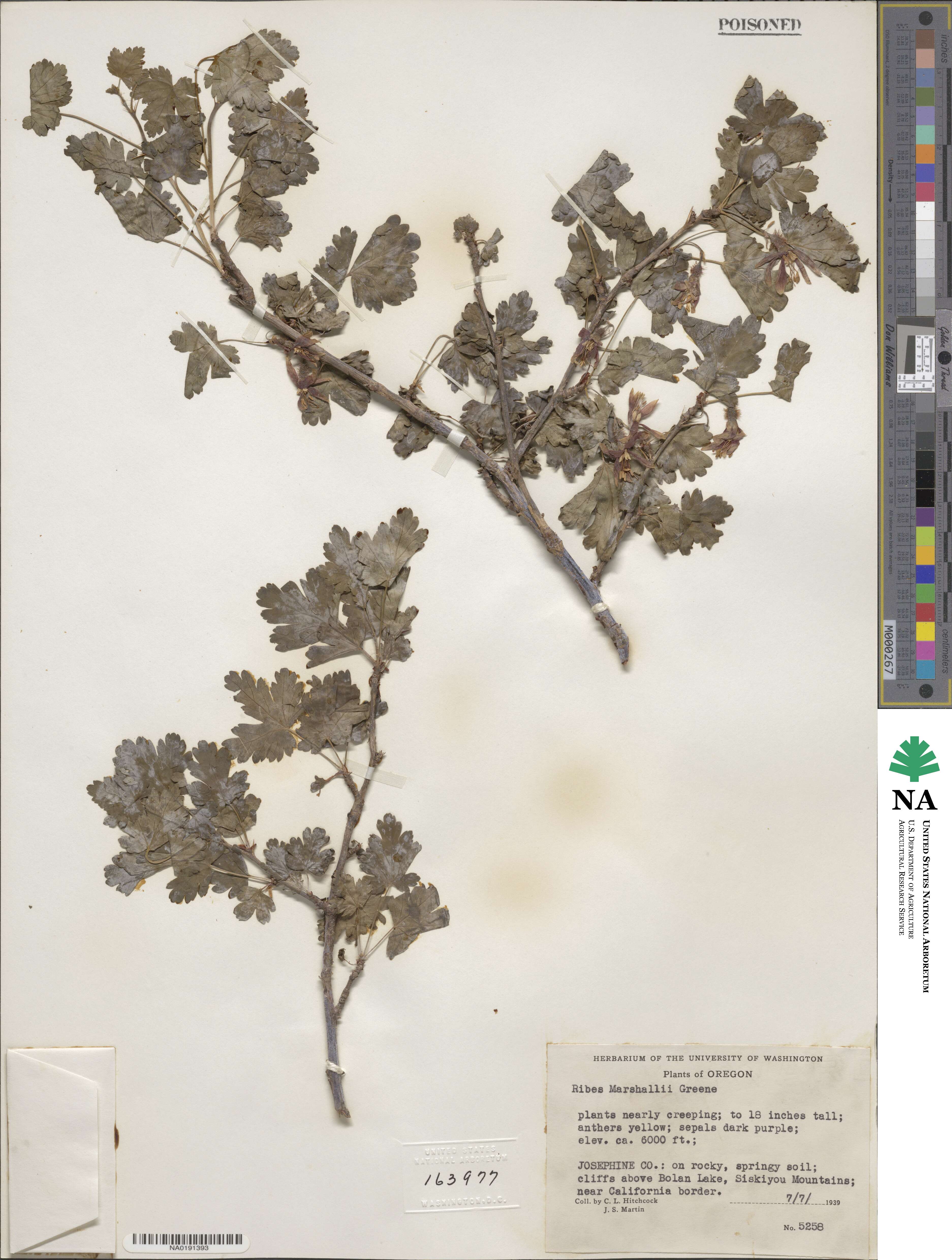 Ribes marshallii image
