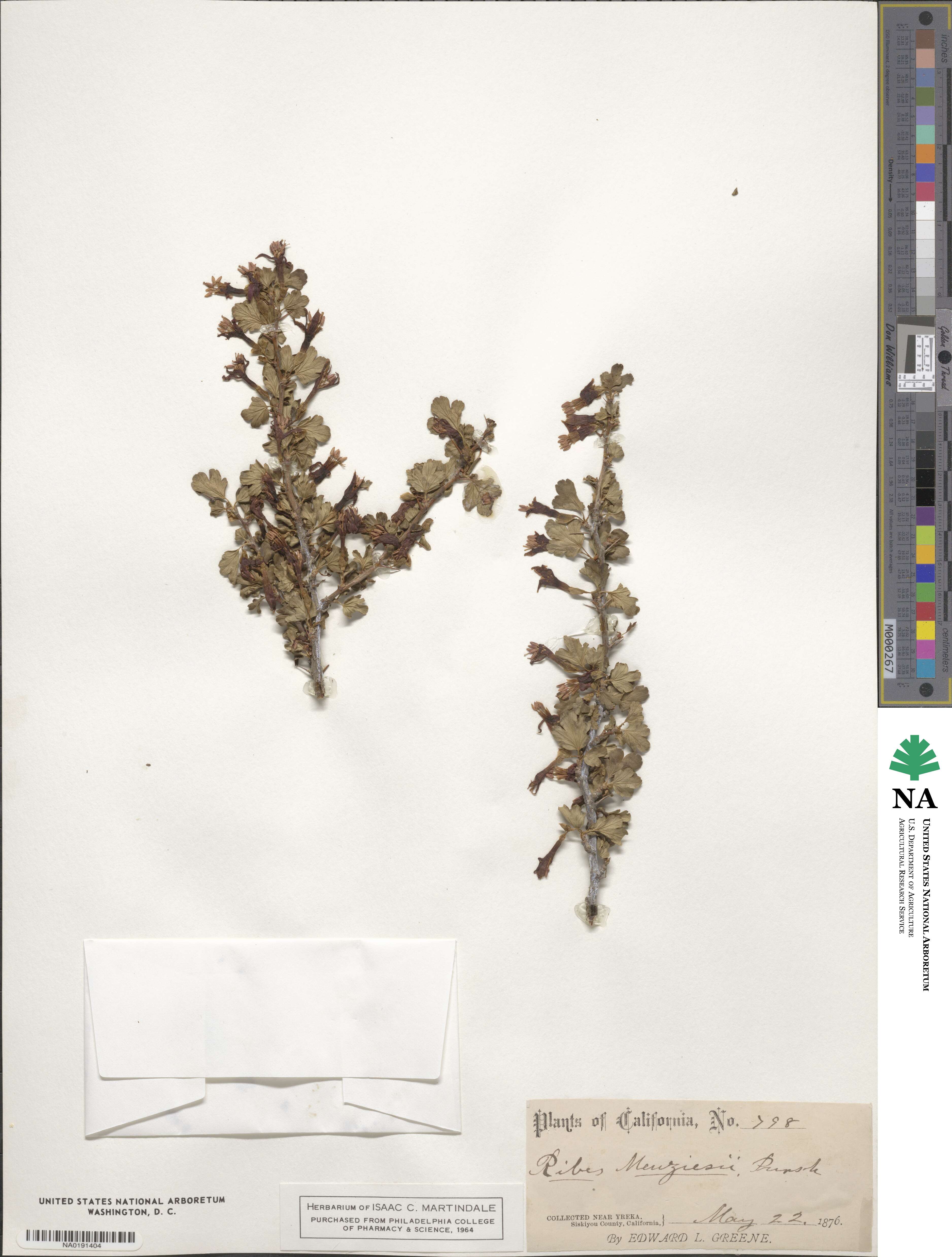 Ribes menziesii image