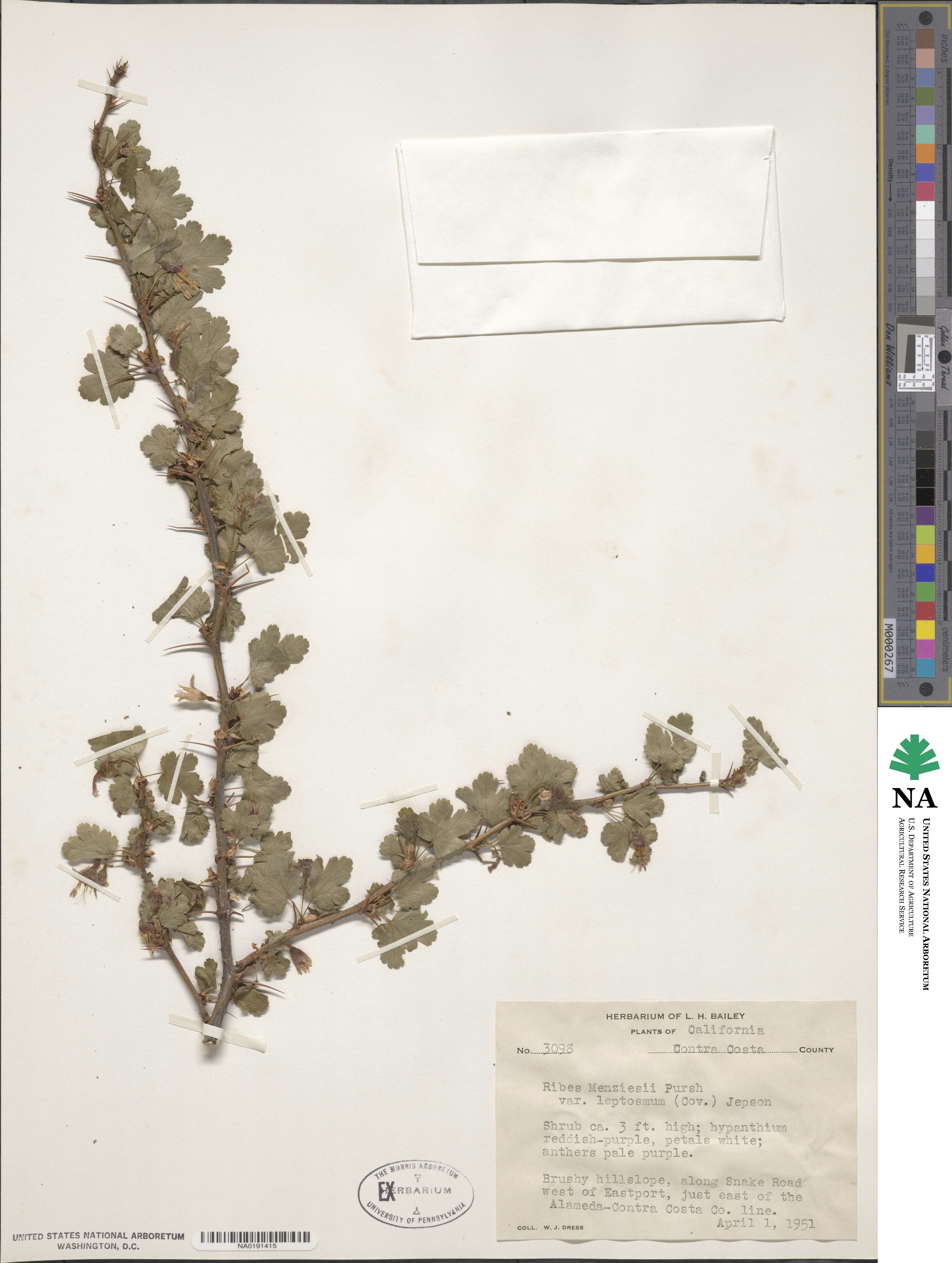 Ribes menziesii var. leptosmum image