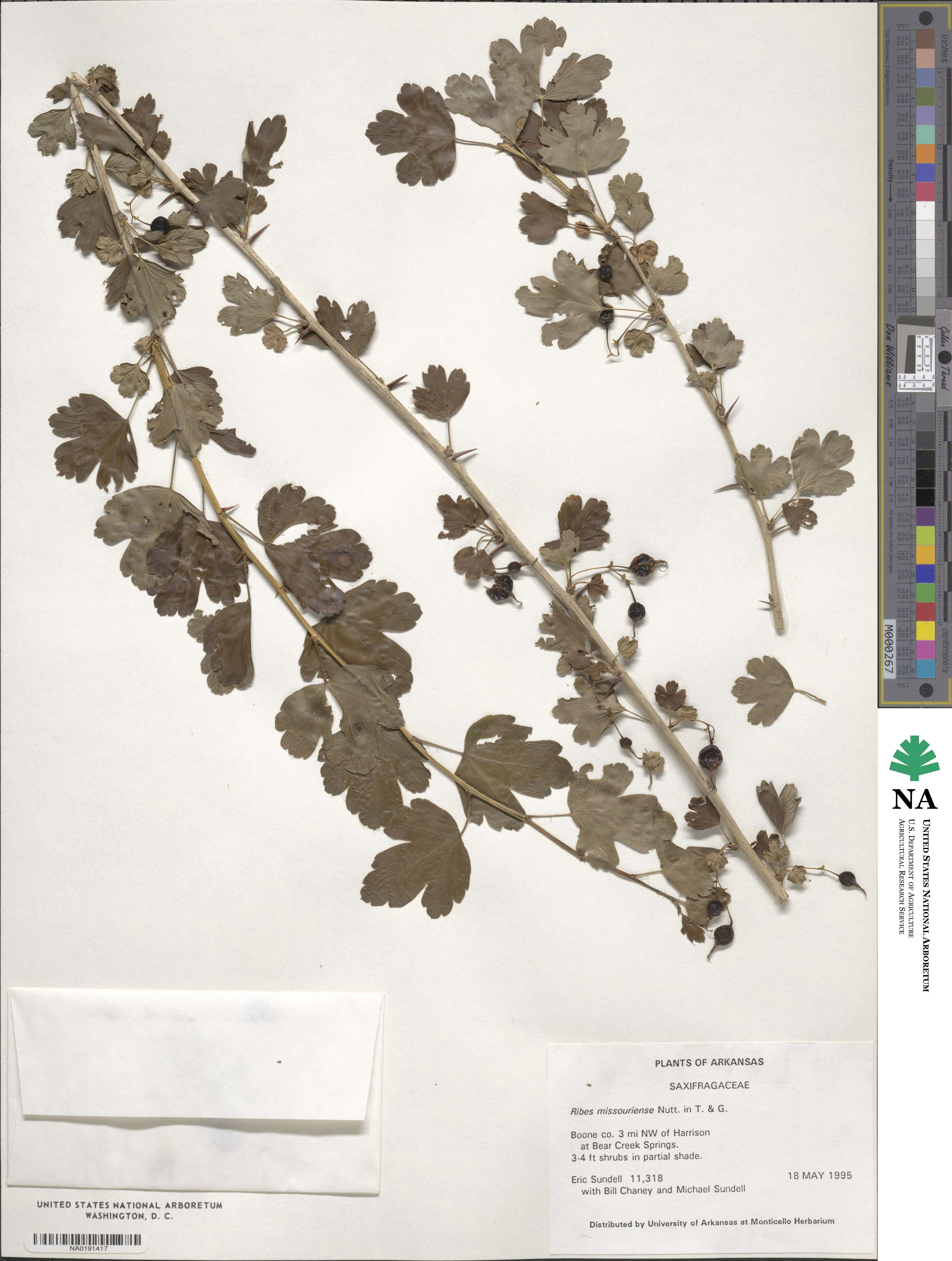 Ribes missouriense image