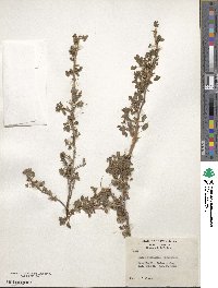 Ribes montigenum image