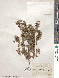 Ribes montigenum image