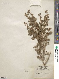 Ribes montigenum image