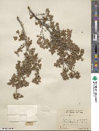 Ribes montigenum image