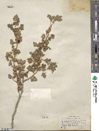 Ribes montigenum image