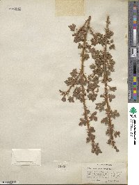 Ribes montigenum image