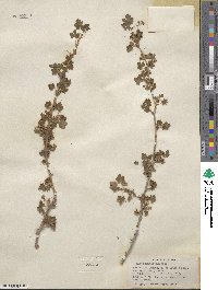 Ribes montigenum image
