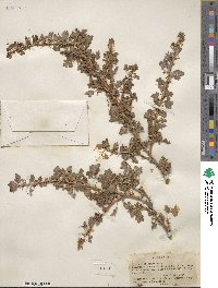 Ribes montigenum image
