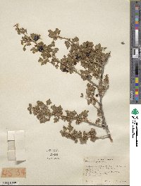 Ribes montigenum image