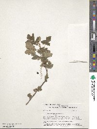 Ribes montigenum image