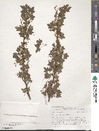 Ribes montigenum image
