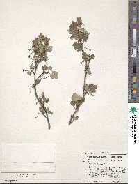 Ribes montigenum image