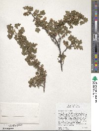 Ribes montigenum image