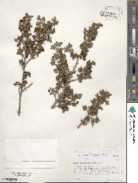 Ribes montigenum image