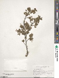Ribes montigenum image
