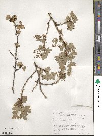Ribes montigenum image