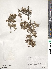 Ribes montigenum image