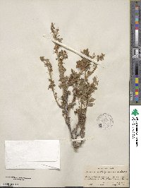 Ribes montigenum image