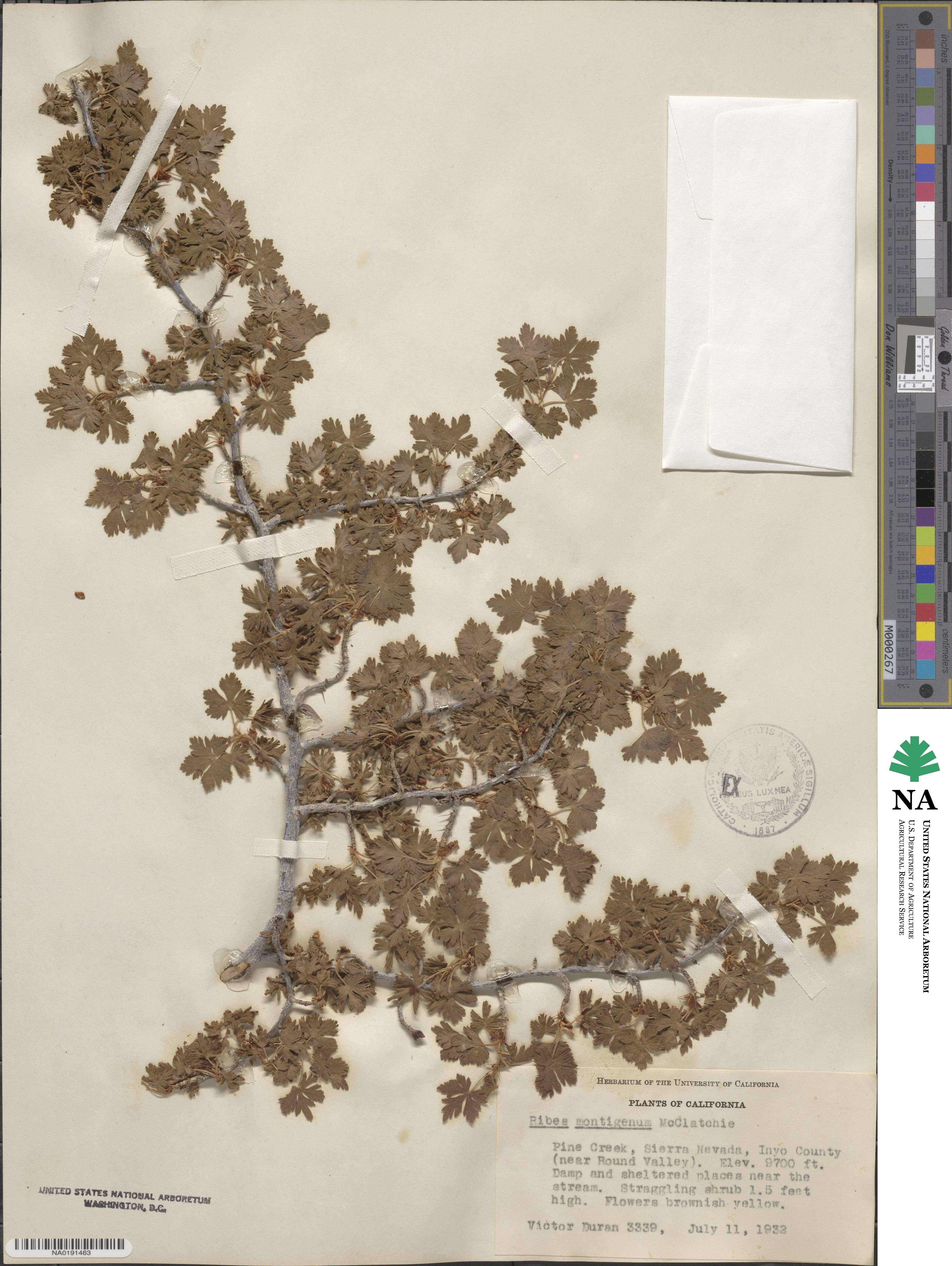 Ribes montigenum image